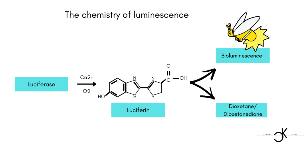 mechanism Bioluminescence chemical reaction Luciferine 