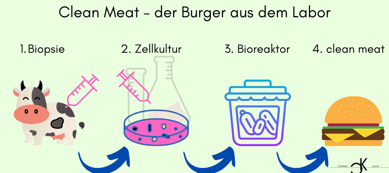 Fleischkonsum clean meat Umweltschutz Naturschutz Natur Vegetarier Veganismus Fleischverbrauch Fleischproduktion Fleisch Schlachtung Rind Schwein Geflügel Fisch Schlachtgewicht WeltbevölkerungVerbrauch Nutzfläche Landwirtschaft Getreide Treibhausgase Wasser Ressourcen Tierhaltung Bioreaktor Hamburger Biopsie Zellkutur