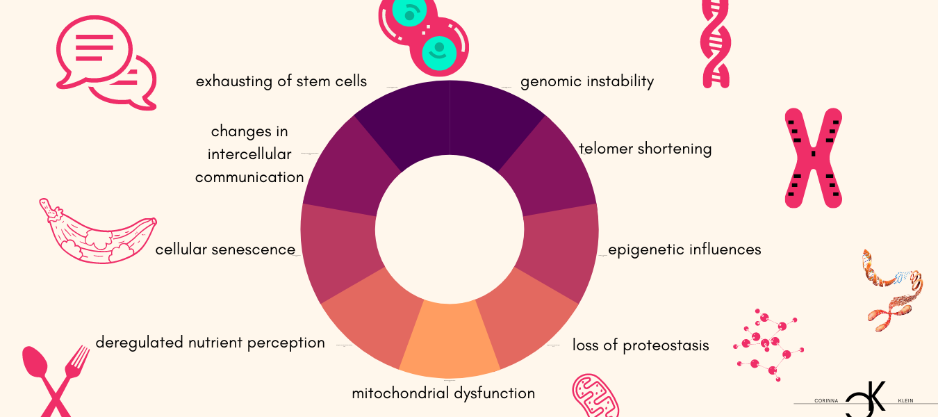 Ageing, Cancer, DNA damage, epigenetics, health, longevity, longevity, metabolism, mitochondria, nutrient signaling pathways, senescence, stem cells, telomeres, immortality, longevity, evolutionary theory Age, life expectancy, life risk of mortality Fertility offspring