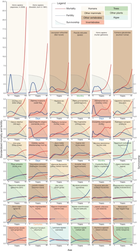 Ageing, Cancer, DNA damage, epigenetics, health, longevity, longevity, metabolism, mitochondria, nutrient signaling pathways, senescence, stem cells, telomeres, immortality, longevity, evolutionary theory Age, life expectancy, life risk of mortality Fertility offspring